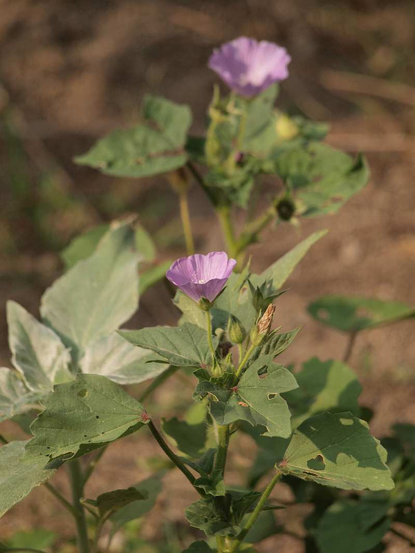 P7250373
