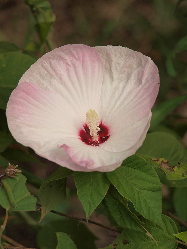 P7250376
