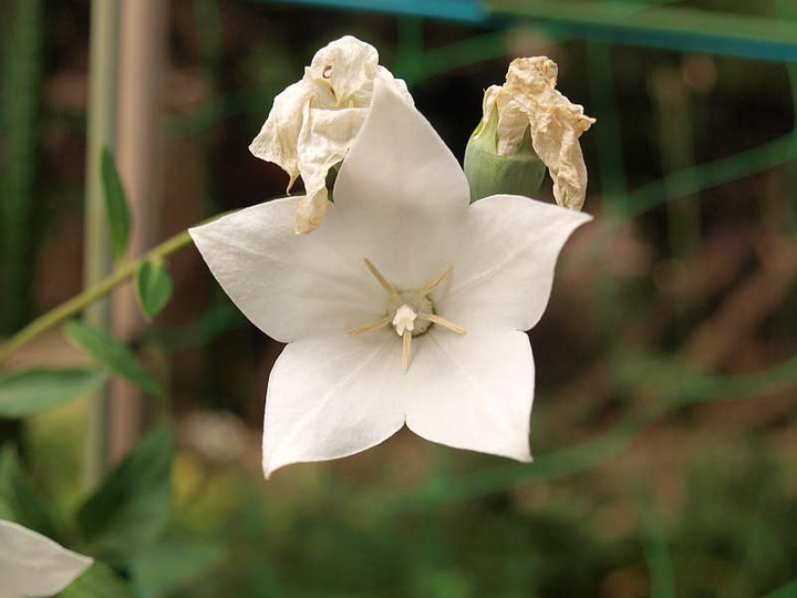 P7260387