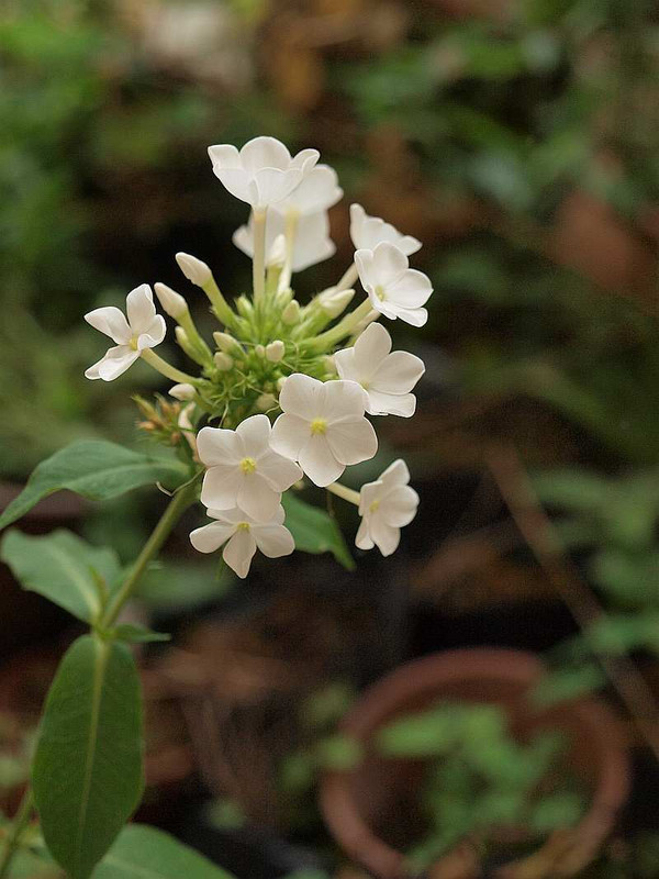 P7260389