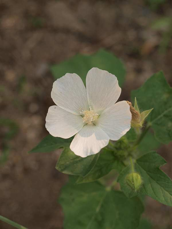 P7260395