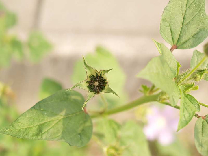 P7260398