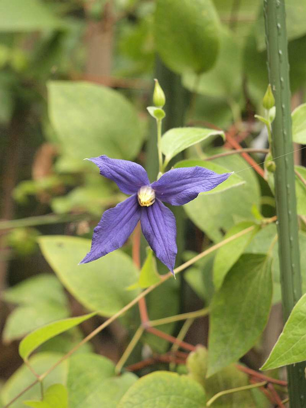 P7270403