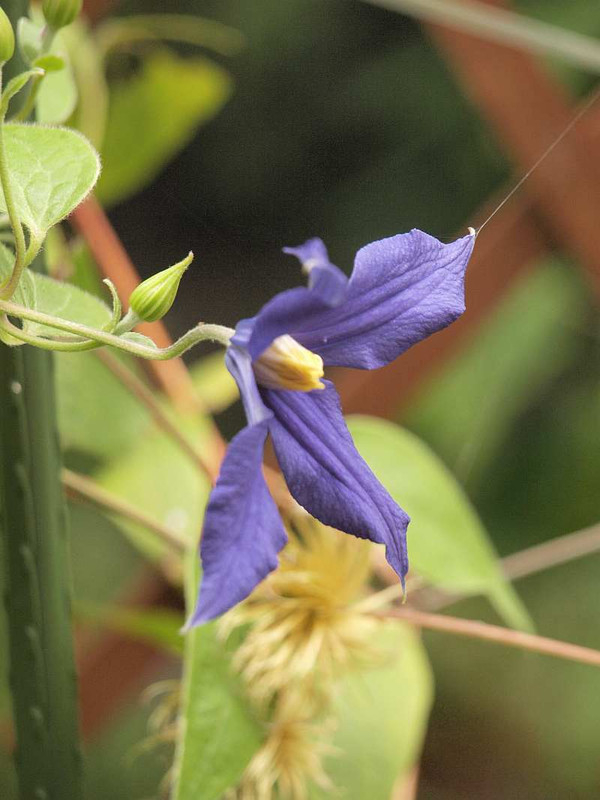 P7270404