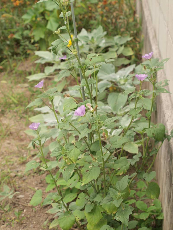 P7270410
