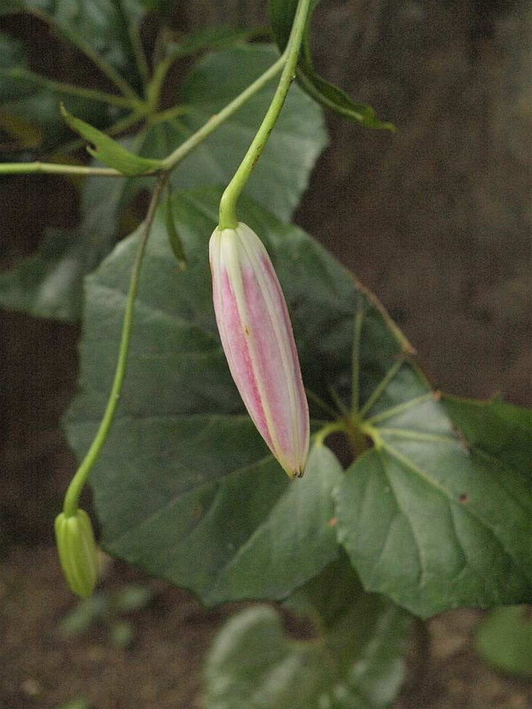 P7290425