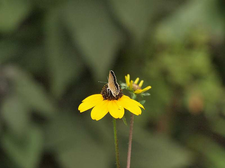 P7290429