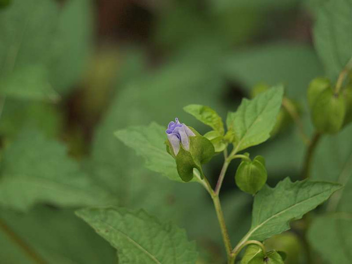 P7290431