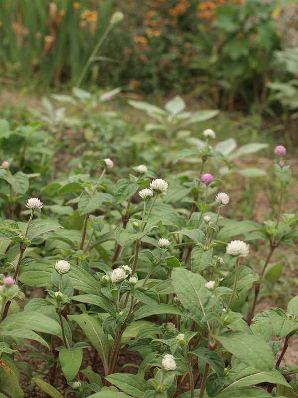 P7290434
