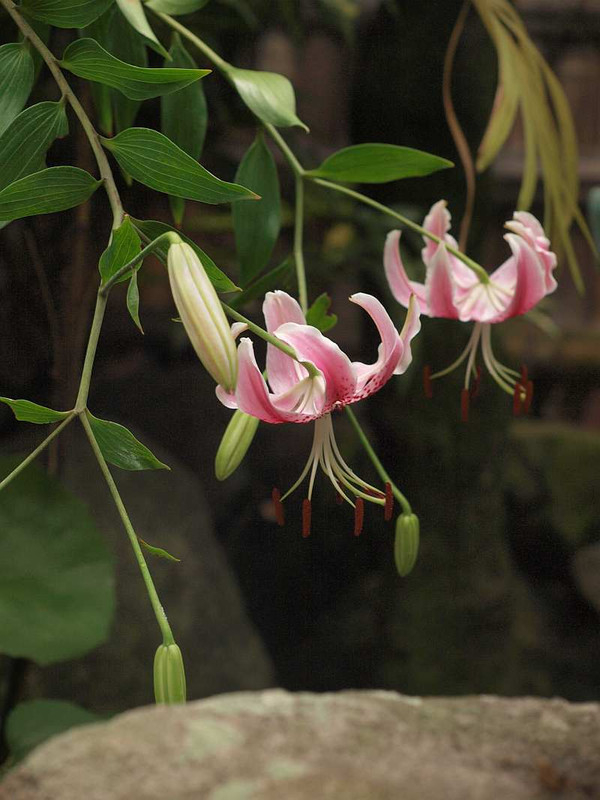 P7300477