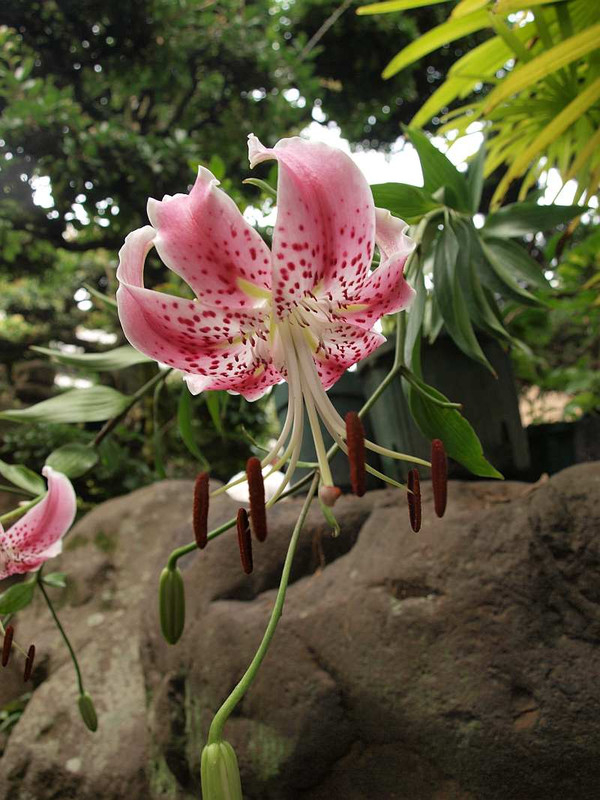 P7300485