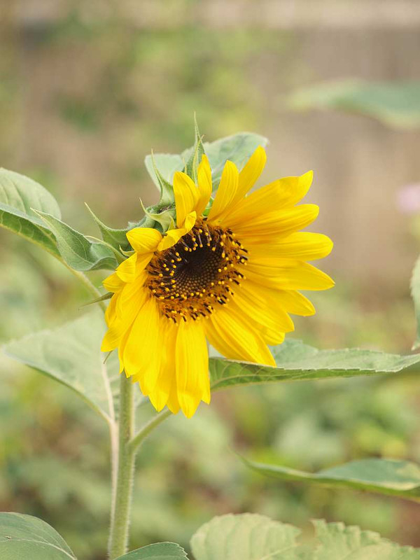 P7310499