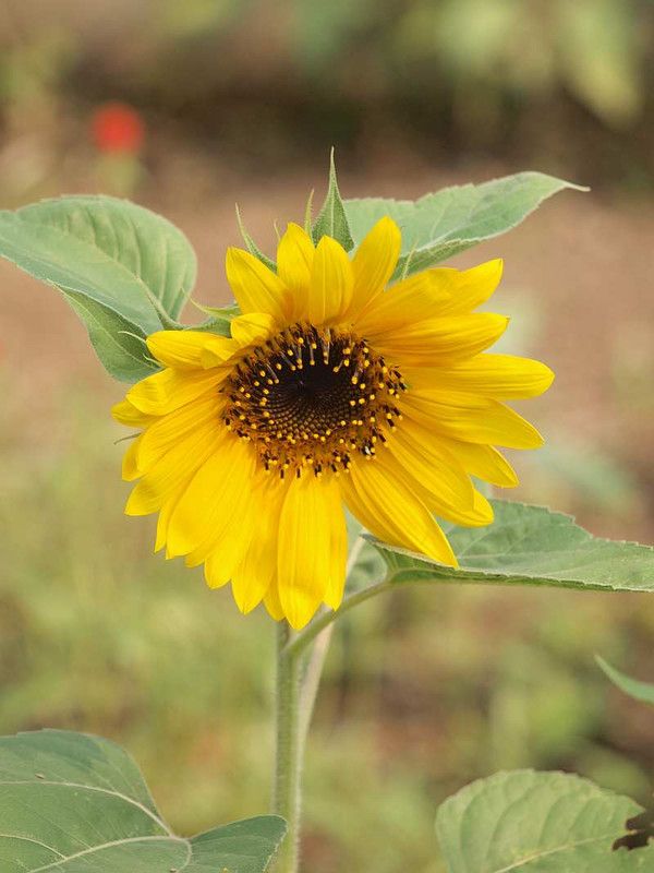 P7310500
