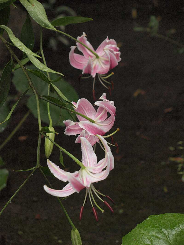 P8020545