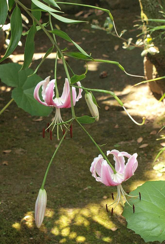 P8090825