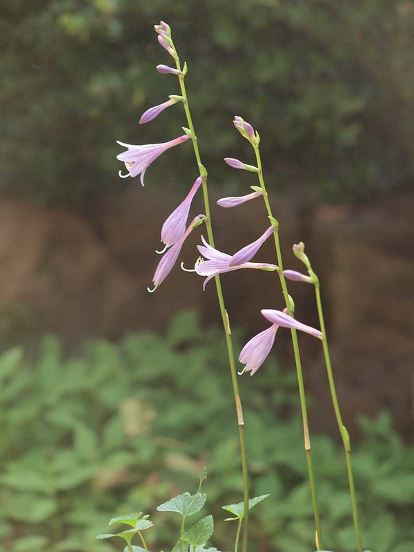 P8120986
