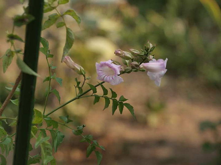 P8171286