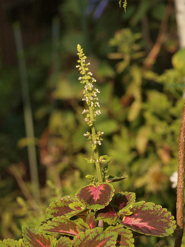 P8171293
