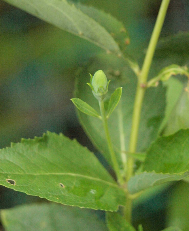 P8231407