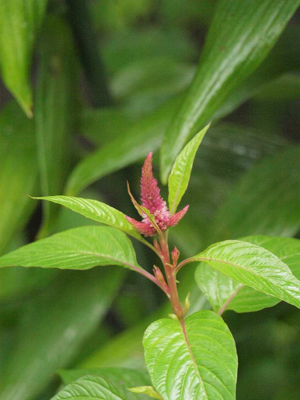 P8251491