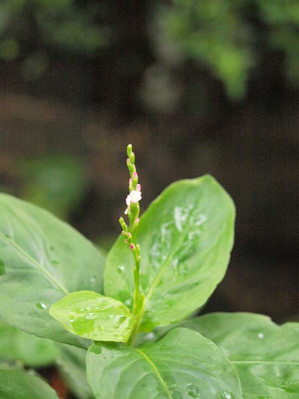 P8251498