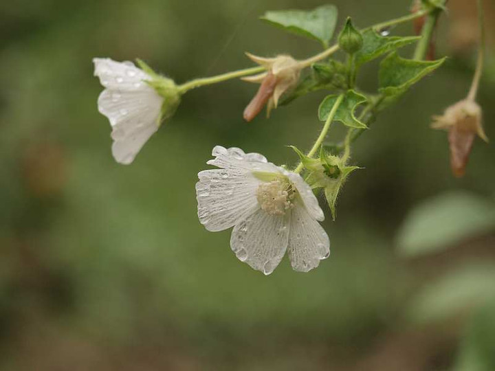 P8261524