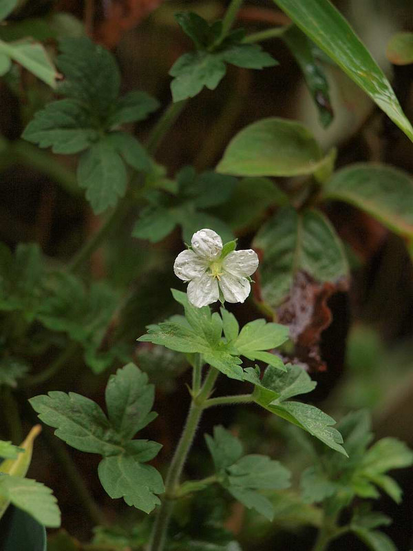 P8261527