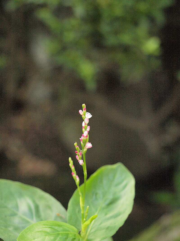 P8281654