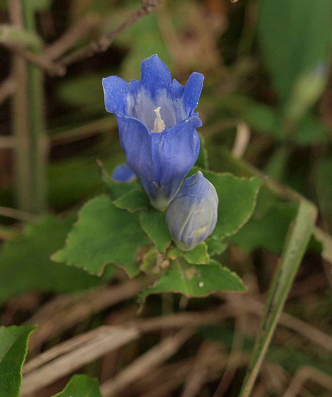 P9244192asamarinndou_1