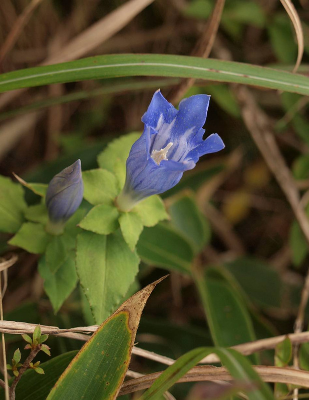 P9244195asamarinndou_2