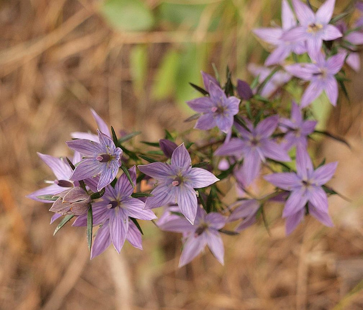 山好き、花好き : ムラサキセンブリ