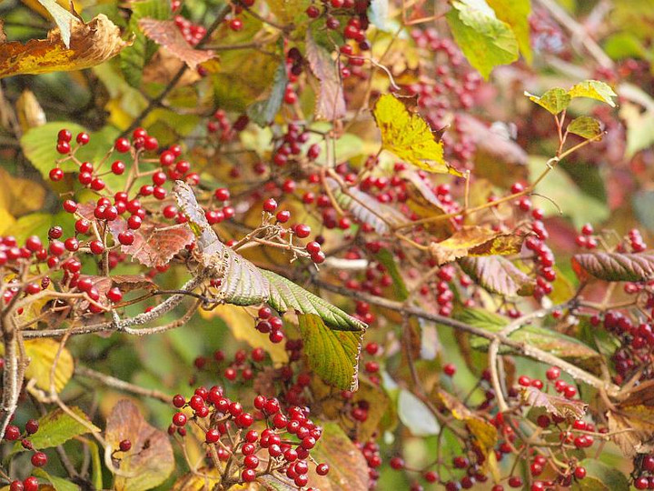 山好き、花好き : ガマズミ3種？