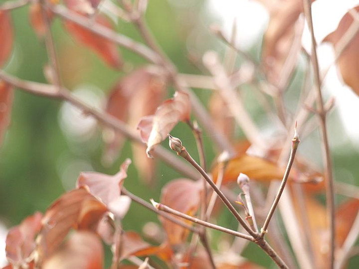 Pc098706yamabousi_haname