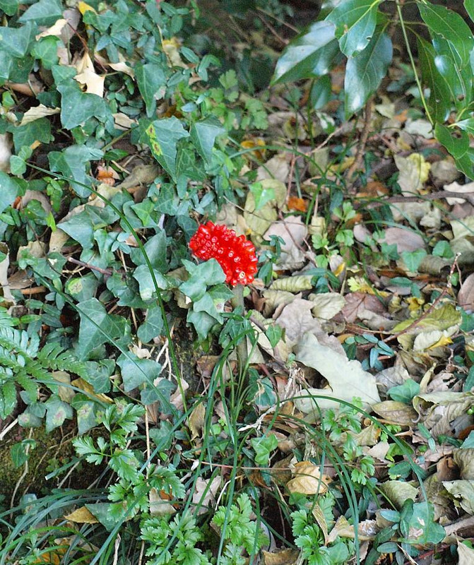 Pc088535urasimasouno