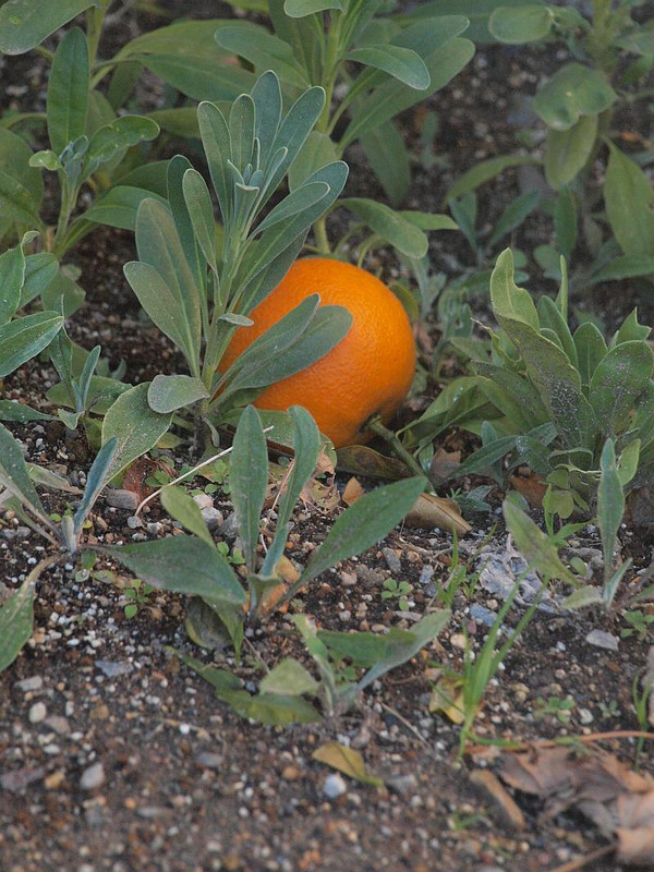 Pc289372