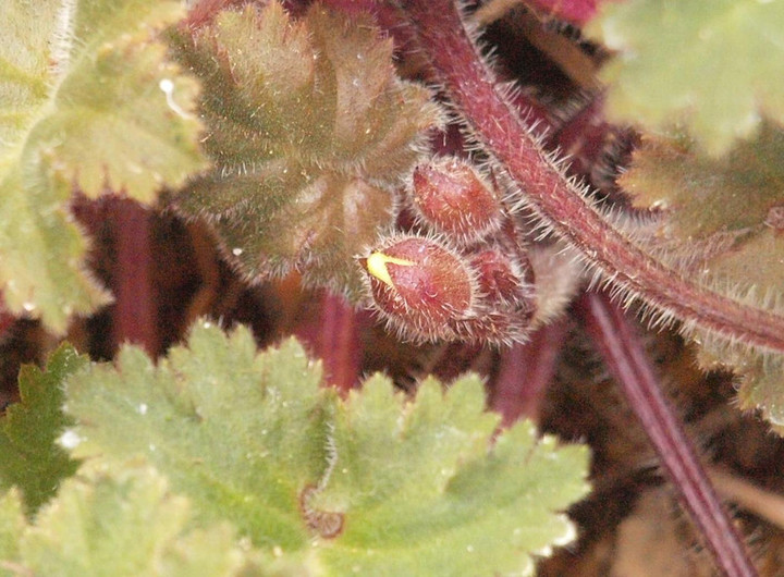 P1129870