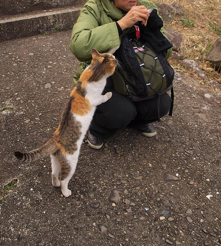 P1160126nekono_sesayaru