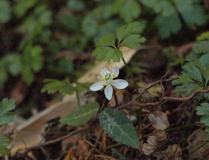 P1290842baikaourenn_itirinn_1