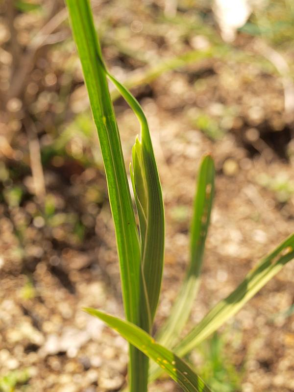 P1310967