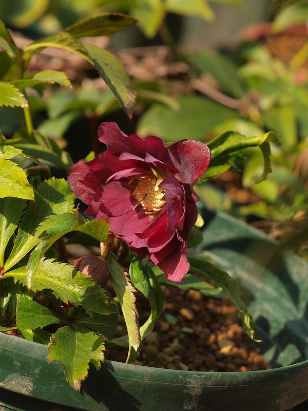 P2011029