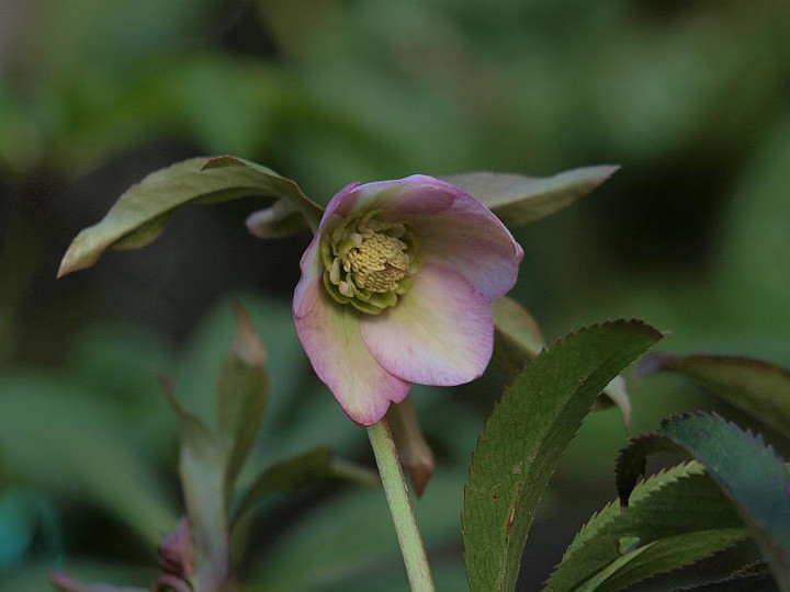 P2051387
