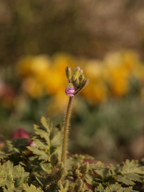 P2051396