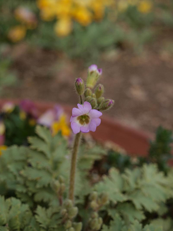 P2051449