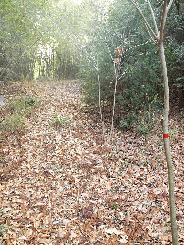 P2011156rinndoukitenn