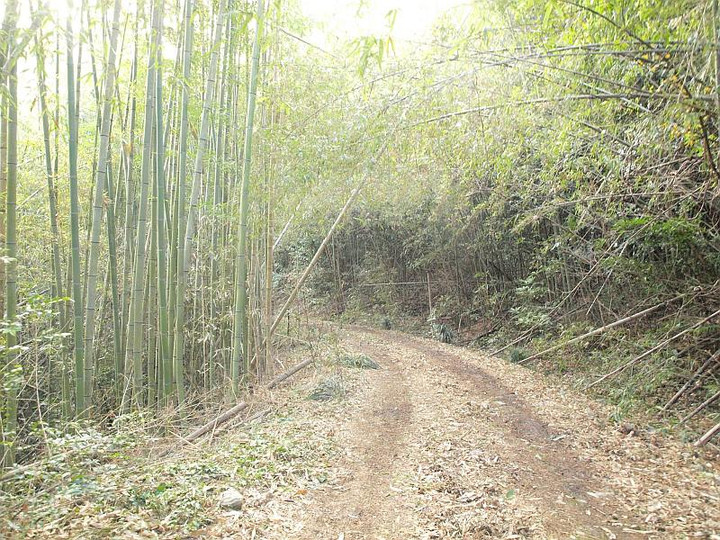 P2011159takeyabunomiti