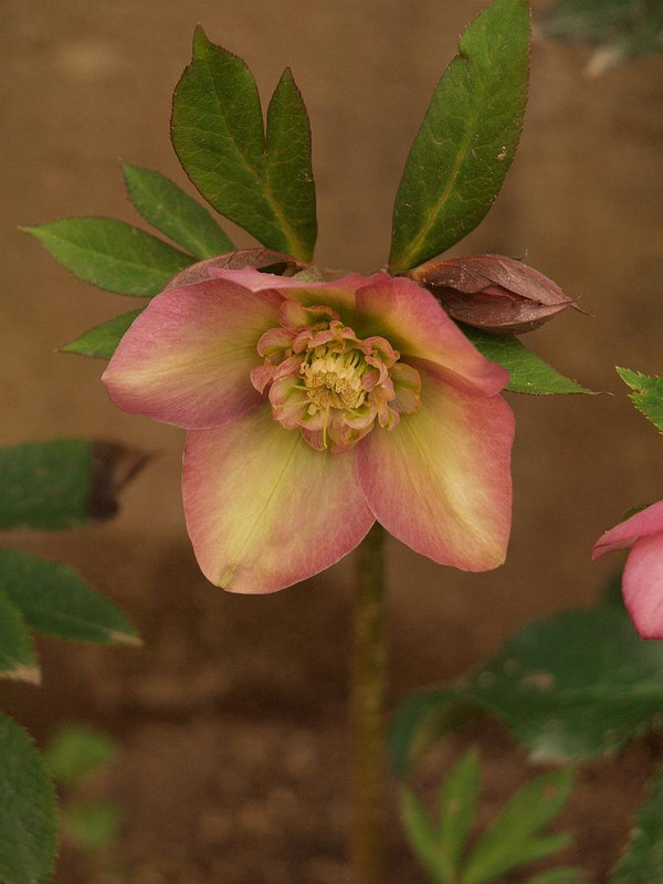 P2242766