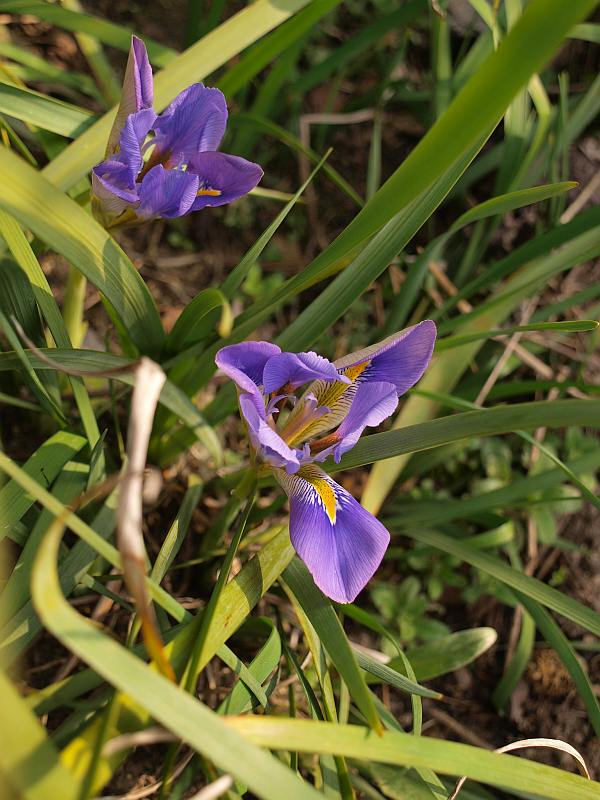 P2252807