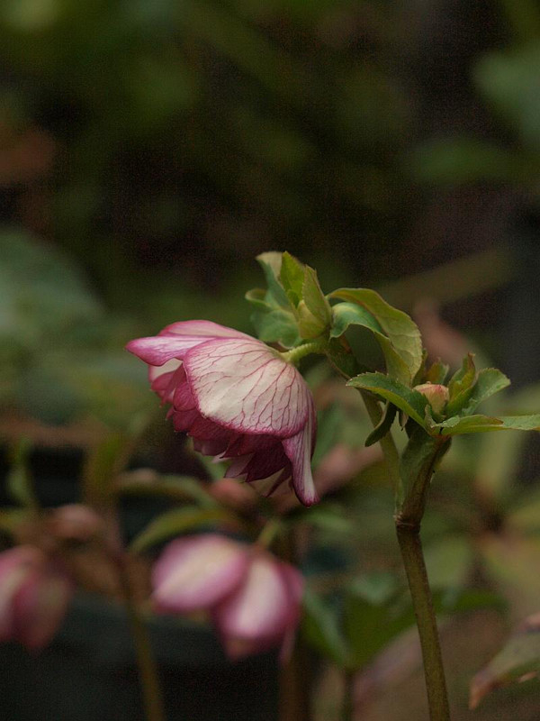 P3013071
