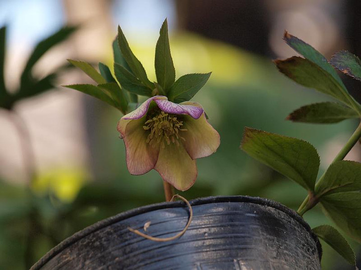 P312378920