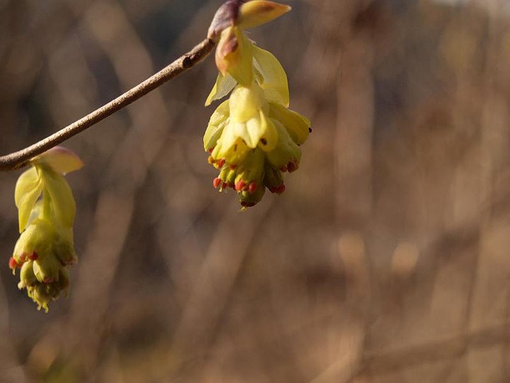 山好き、花好き : この春も高知へ、その2、トサミズキなど樹木の花